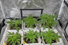 Exploring the Best Practices for Growing Marijuana Seeds Virginia